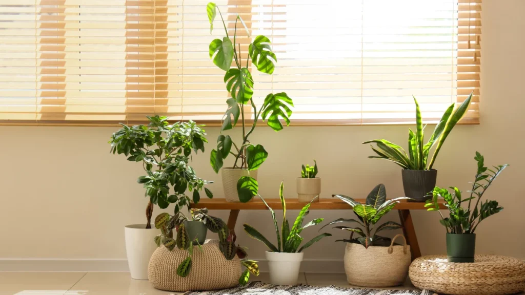 Air Purifying CAM Houseplants