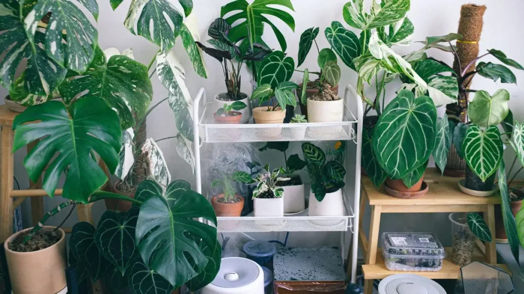 The Power of Plants