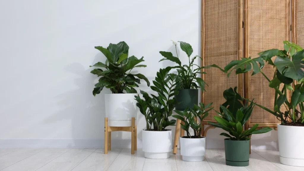Bring the Space to Life With Plants